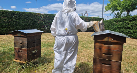 Des ruches sur notre site des Ponts-de-Cé